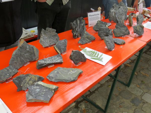Piesberg Fossilien