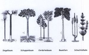 Charakteristische Pflanzen des Karbon