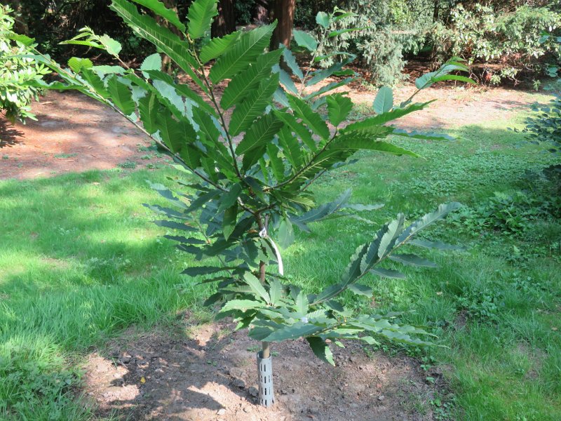 Hauptfriedhof am 25. August 2019 (49)