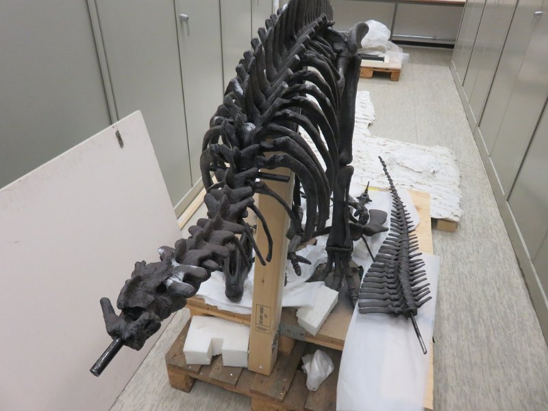 Wand 10 Der kleine Iguanodon wird aufgebaut, das Kreideriff entsteht (1)