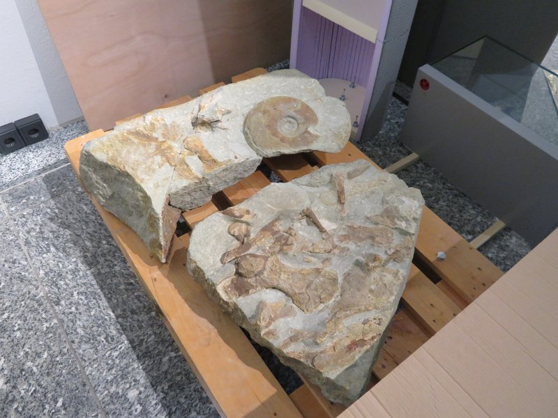 Wand 16 (1), Fossil einer Jura- Schildkröte