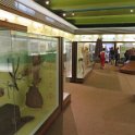 Eine Exkursion in das Senckenberg-Museum