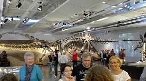 Sauropode in der Ausstellung