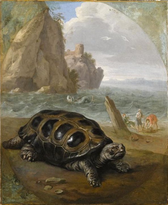 Nicasius_Bernaerts_-_Sea_turtle_Louvre_1643-1678